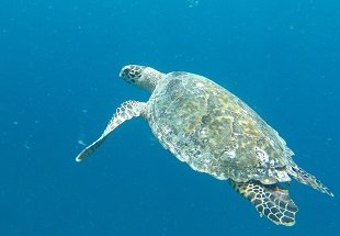 Voyage aux Maldives